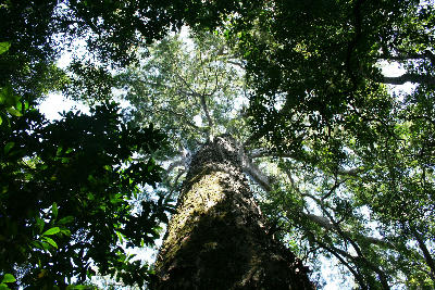 Low-angle view of the Big Tree, a giant Outeniqua Yellowwood rising through indigenous forest in Tsitsikamma National Park, South Africa.