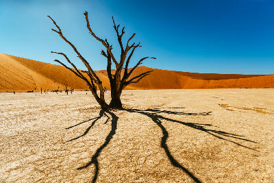 Ancient dead camel thorn tree casting long shadows across the cracked white clay surface of Deadvlei, with towering red sand dunes and clear blue skies in the Namib Desert, Namibia.