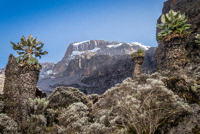 Giant senecio plants on the slopes of Mount Kilimanjaro with Kibo summit in the background, Tanzania.
