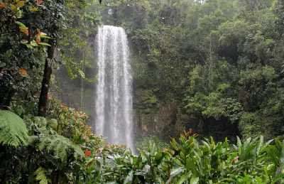 Millaa Millaa Falls surrounded by dense tropical rainforest and ferns on the Atherton Tablelands, Queensland, Australia.