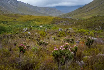 Pink everlasting flowers and fynbos vegetation in the mountain valleys of Kogelberg Nature Reserve in the Overberg region of South Africa.