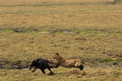 Lioness pursuing a young Cape buffalo across the open grasslands of Katavi National Park, Tanzania.
