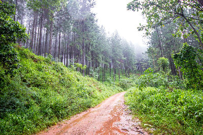 Dirt road passing through misty pine plantations and indigenous forest in Magoebaskloof, Limpopo, South Africa.