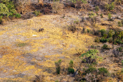 Aerial view of a lone African bush elephant walking across dry floodplains in Moremi Game Reserve, Okavango Delta, Botswana.