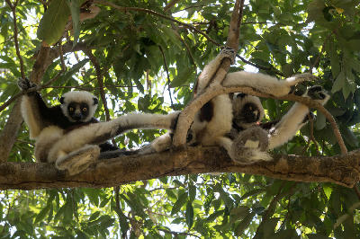 Coquerel’s sifaka lemurs sitting in a tree canopy in Madagascar rainforest with dense tropical foliage surrounding them.