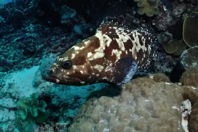 Camouflage grouper among corals at Agincourt Reefs off Port Douglas, Queensland, Australia.