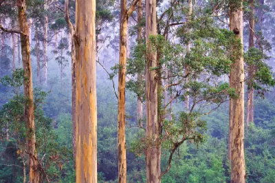 Misty karri forest viewed from the Dave Evans Bicentennial Tree in Warren National Park, Western Australia.