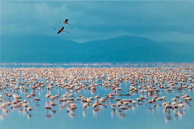 Thousands of flamingos feeding on the shallow waters of Lake Manyara with two birds flying overhead in Tanzania.