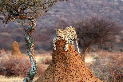 Leopard resting on a large termite mound in the dry savanna landscape of Etosha National Park, Namibia.