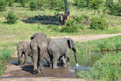 African elephants crossing and drinking at the Pioneer Dam causeway near Mopani Rest Camp in Kruger National Park, South Africa.