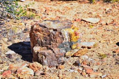 Close-up of a large petrified wood fragment displaying bands of brown, yellow, red and grey minerals on the desert floor.