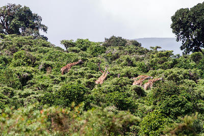Masai giraffes feeding among the dense trees of the Groundwater Forest in Lake Manyara National Park, Tanzania.
