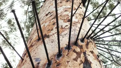 Close-up of metal climbing pegs spiralling around the trunk of Gloucester Tree near Pemberton, Western Australia.