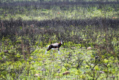 A bontebok antelope standing in fynbos vegetation in Bontebok National Park near Swellendam, South Africa.