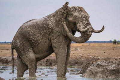 African elephant splashing water over itself at a waterhole in Nxai Pan, Botswana.