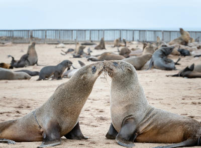 Pair of Cape fur seals touching noses on sandy beach at Cape Cross Seal Reserve with larger seal colony in background.
