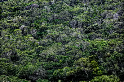 Dense forest canopy covering a hillside in the Vredefort Dome near Venterskroon.