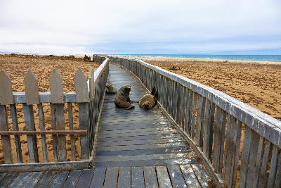 Wooden viewing walkway passing through Cape fur seal colony at Cape Cross Reserve on Namibia’s Skeleton Coast.