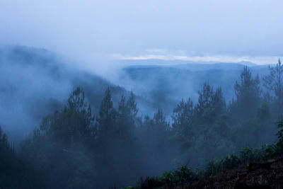 Mist rolling through forested valleys and mountain ridges in Magoebaskloof, Limpopo, South Africa.