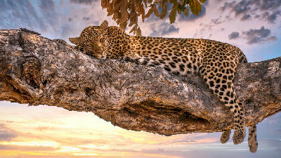 Leopard (Panthera pardus) asleep on a large tree branch in Savuti, Chobe National Park, Botswana, at sunset.