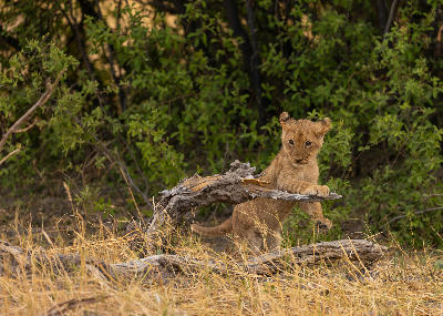 Lion cub playing on a fallen tree in Moremi Game Reserve, Botswana.
