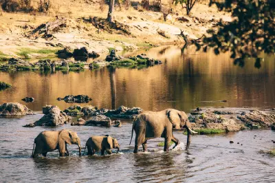 Elephant family crossing the Great Ruaha River in Ruaha National Park, Tanzania.