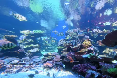 Tropical fish swim above colourful coral formations at Ningaloo Reef.