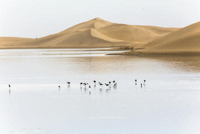 Wading shorebirds feeding in shallow water with massive golden sand dunes of the Alexandria Dune Fields rising behind them in the Eastern Cape, South Africa.