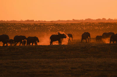 African elephants walking through golden dust at sunset on the Linyanti floodplains in northern Botswana.