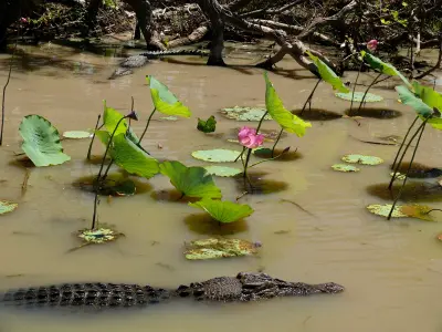 Two saltwater crocodiles partially submerged in muddy water among green lotus leaves and pink flowers at Yellow Water Billabong, Kakadu National Park.