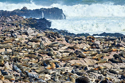 Large colony of Cape fur seals gathered on rocky shores with powerful Atlantic waves crashing behind them at Cape Cross in Namibia.
