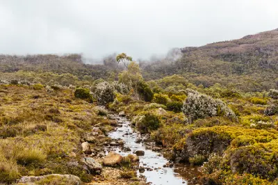 Walking track through colourful alpine moorland and native highland vegetation in Mount Field National Park, Tasmania.