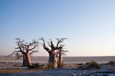 Three baobab trees on Kubu Island overlooking the Makgadikgadi salt pans in Botswana.