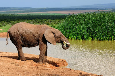 African elephant standing at the edge of Hapoor Waterhole in Addo Elephant National Park, Eastern Cape, South Africa, drinking from the water beside tall reeds.