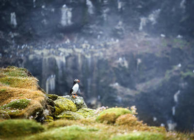 Atlantic puffin perched on a grassy cliff edge at Látrabjarg in the Westfjords region of Iceland.