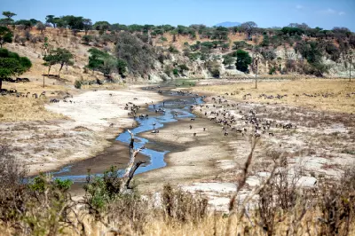 A winding section of the Tarangire River in Tarangire National Park, Tanzania, with hundreds of wildebeest gathered along the riverbanks during the dry season.