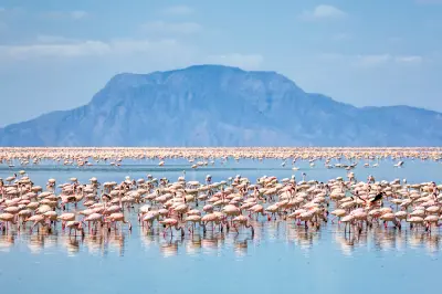 Large flock of lesser flamingos feeding in the shallow alkaline waters of Lake Natron with Shompole Volcano visible beyond the lake in northern Tanzania.