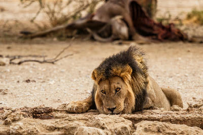 Male lion drinking from a desert waterhole with an eland carcass in the background in the Nossob region of Kgalagadi.