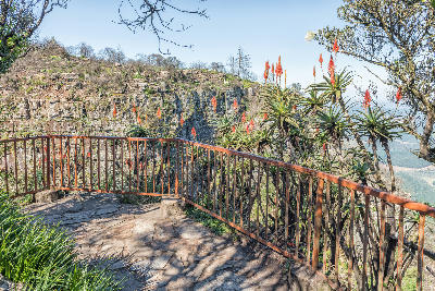 Viewpoint at God’s Window near Graskop, South Africa, featuring flowering aloes, a stone lookout platform and railings overlooking dramatic escarpment cliffs and forested valleys along the Panorama Route.