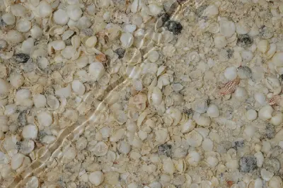 Close-up of thousands of small white and cream shells beneath shallow clear water at Shell Beach.