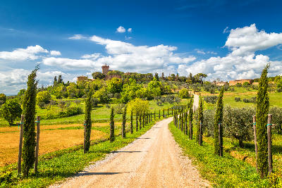 Cypress-lined road leading to Palazzo Massaini near Pienza in the Val d’Orcia, Tuscany, Italy.
