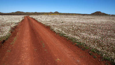 Red gravel road crossing vast white wildflower fields in Namaqua National Park during spring, Namaqualand, Northern Cape, South Africa.