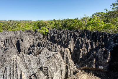 Little Tsingy limestone formations rising through dry forest in Tsingy de Bemaraha Strict Nature Reserve, western Madagascar