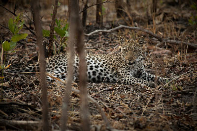 Leopard resting on the forest floor in the woodland of Katavi National Park, Tanzania.