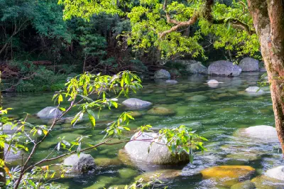 Sunlight filters through a thick green tree branch overhanging a shallow, stone-filled river bed with clear green water.