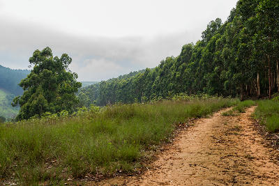 Dirt forestry road running alongside eucalyptus plantations in the Karkloof Valley near Howick in the KwaZulu-Natal Midlands, South Africa.