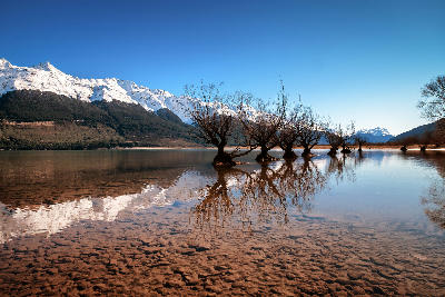 Row of willow trees standing in the shallow waters of Lake Wakatipu at Glenorchy with snow-covered mountains in the background, South Island, New Zealand.