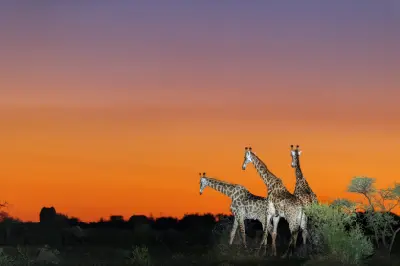 Giraffes walking across the bushveld at sunset in Madikwe Game Reserve, North West Province, South Africa.