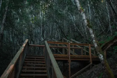 Pedestrian path with wooden railings winding through dense fern-filled rainforest near Russell Falls, Tasmania.