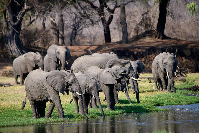Herd of African elephants gathered beside the Jongomero River in Ruaha National Park, Tanzania.